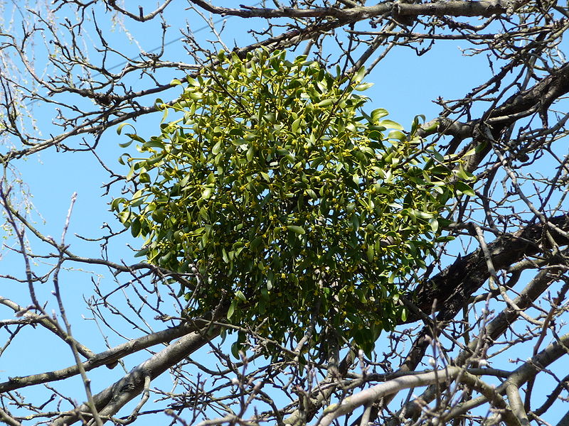 Омела — растение которое приносит вред деревьям